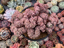 Echeveria 'Bradburiana' Crested Cluster 6" Succulent Plant