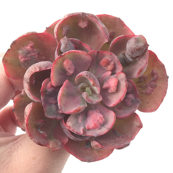 Echeveria 'Beyonce' Hearts Delight Variegated 3" Rare Succulent Plant