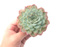 Echeveria 'Helena' X 'Orange Monroe' 5" Powdery Succulent Plant