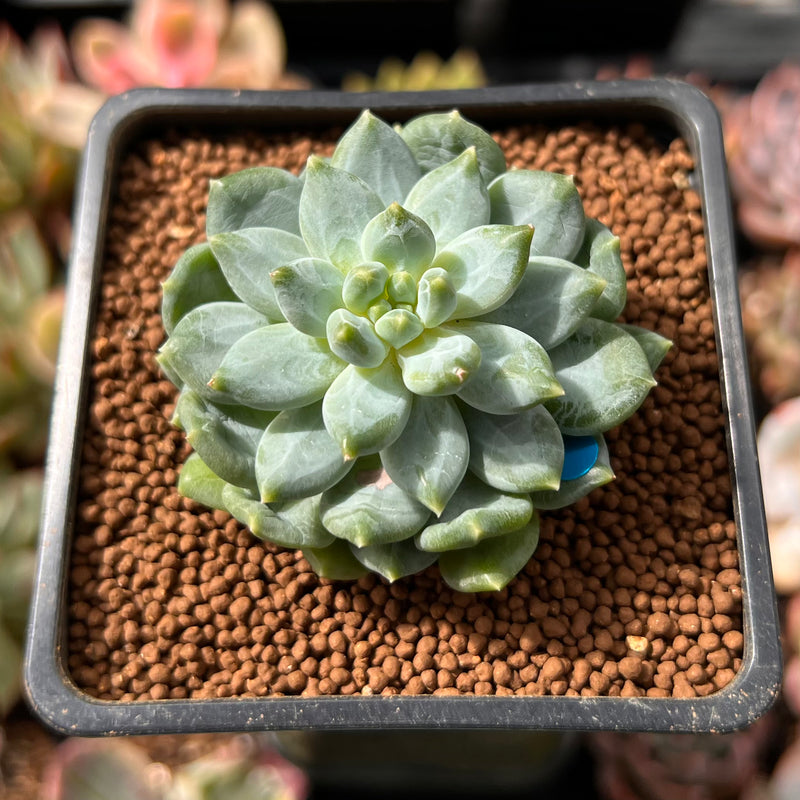 Pachyphytum sp. 1" Succulent Plant