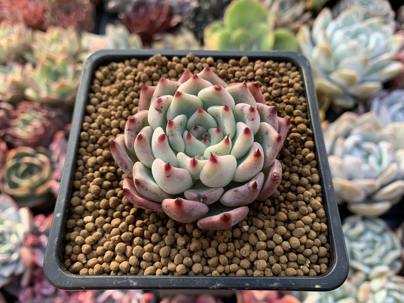 Echeveria 'Cherry Blossom Ending' 1"-2" Succulent Plant