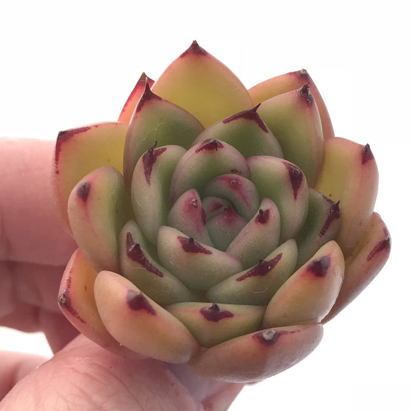 Echeveria Agavoides Ebony Seedling 1” Rare Succulent Plant