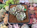 Graptoveria 'Amethorum' 2" Cluster Succulent Plant