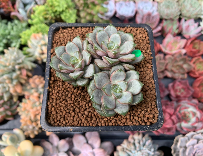 Graptoveria 'Amethorum' 2" Cluster Succulent Plant