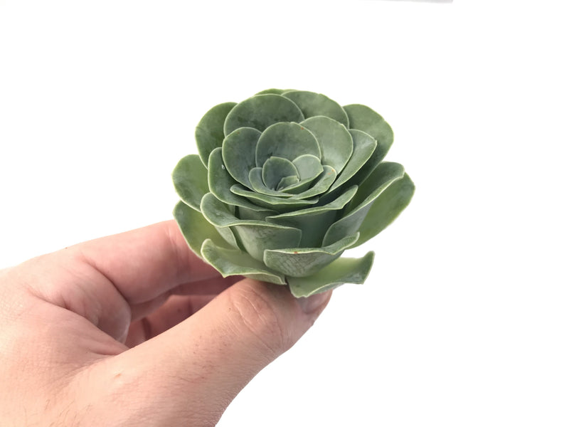 Greenovia Diplocycla Var. Gigantea 3" Succulent Plant