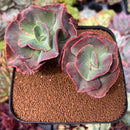 Echeveria 'Suyon Frill' 3"-4" Succulent Plant