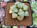 Haworthia Comptoniana 'Suishou' 3" Succulent Plant