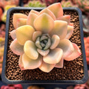 Graptoveria 'Grand Palace' Variegated 2"-3" Succulent Plant