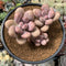 Graptopetalum 'Amethystinum’ 3"-4” Cluster Succulent Plant