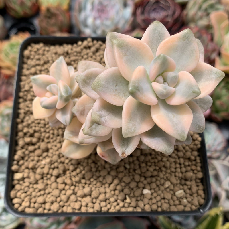 Graptoveria 'Titubans' Variegated 3" Cluster Succulent Plant