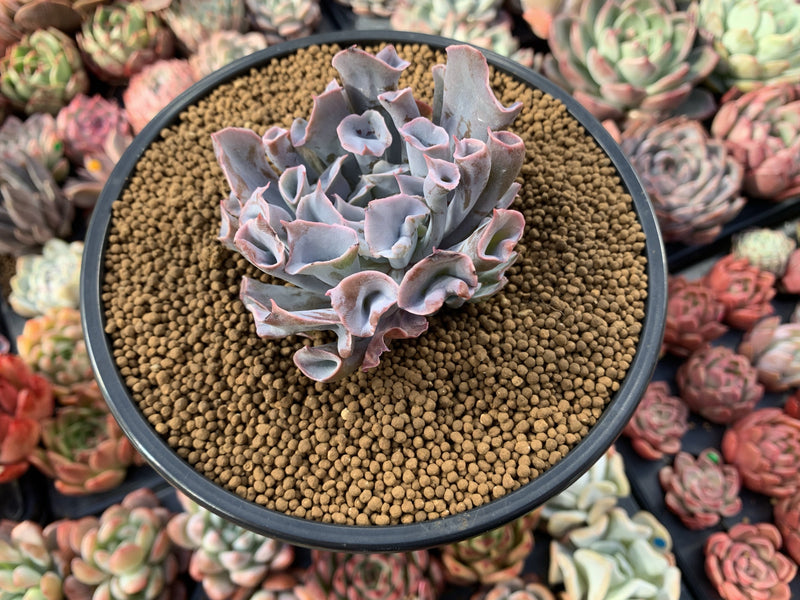 Echeveria 'Trumpet Pinky' 4" Succulent Plant