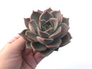 Echeveria Agavoides 'Sunny' 4" Large Succulent Plant