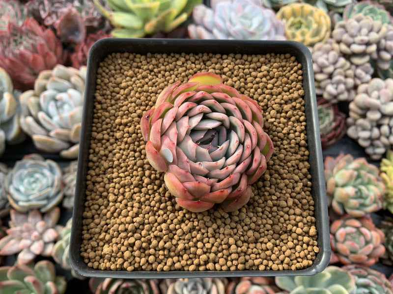 Echeveria 'Hanatsukiyo' 3" Succulent Plant