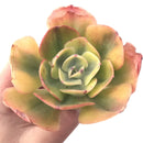 Echeveria 'Enfant' Variegated  4" Succulent Plant