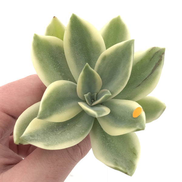 Graptoveria Fred Ives Variegated 3” Rare Succulent Plant