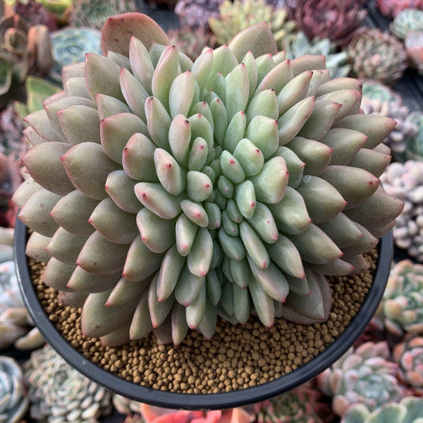 Echeveria 'Ariel' Crested 6"+ Very Large Succulent Plant