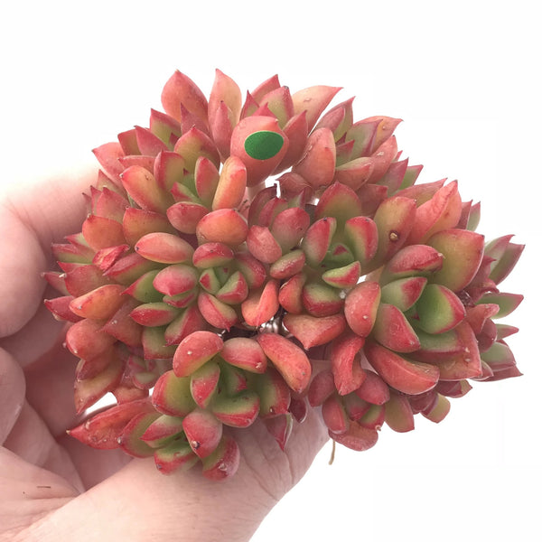 Echeveria ‘Memory’ Crested 3” Rare Succulent Plant