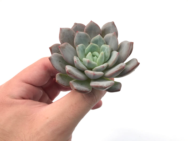 Echeveria sp. 3" Succulent Plant