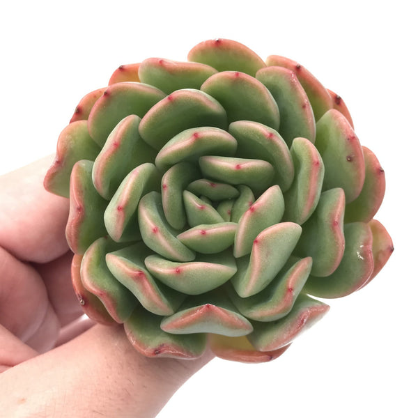 Echeveria sp. 3” Succulent Plant