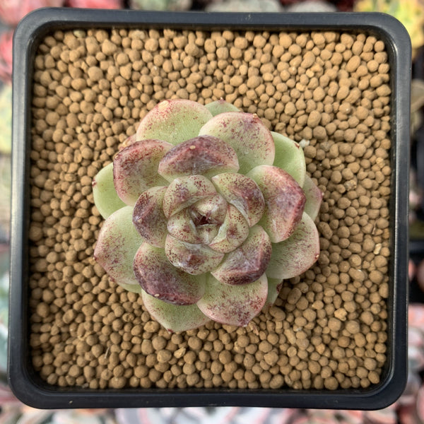 Echeveria Agavoides 'Amethyst' 2" Succulent Plant