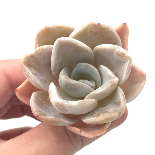 Echeveria 'Bambino' 2" Rare Succulent Plant