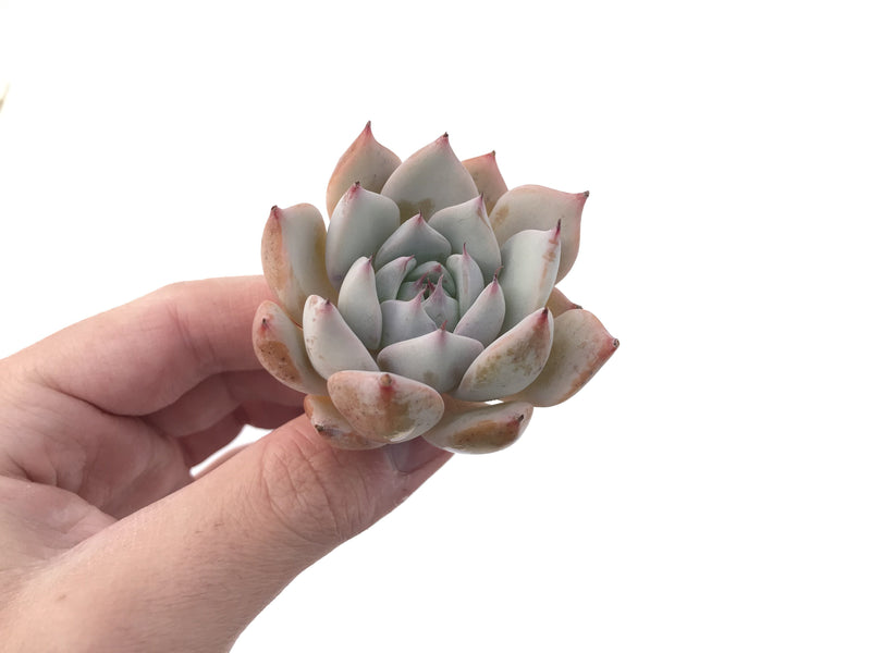 Echeveria 'Larega' Powdery 2" Succulent Plant