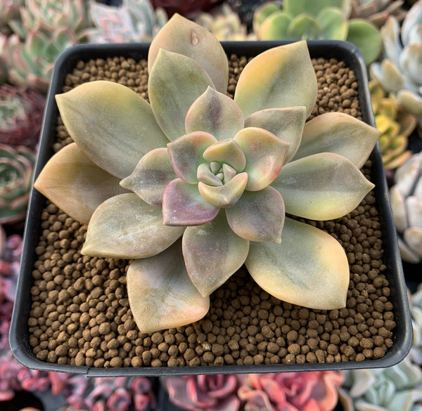 Graptopetalum Purple Delight Variegated 3"-4" Succulent Plant