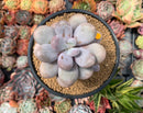 Pachyphytum Oviferum 'Moon Stone' 4" Cluster Succulent Plant