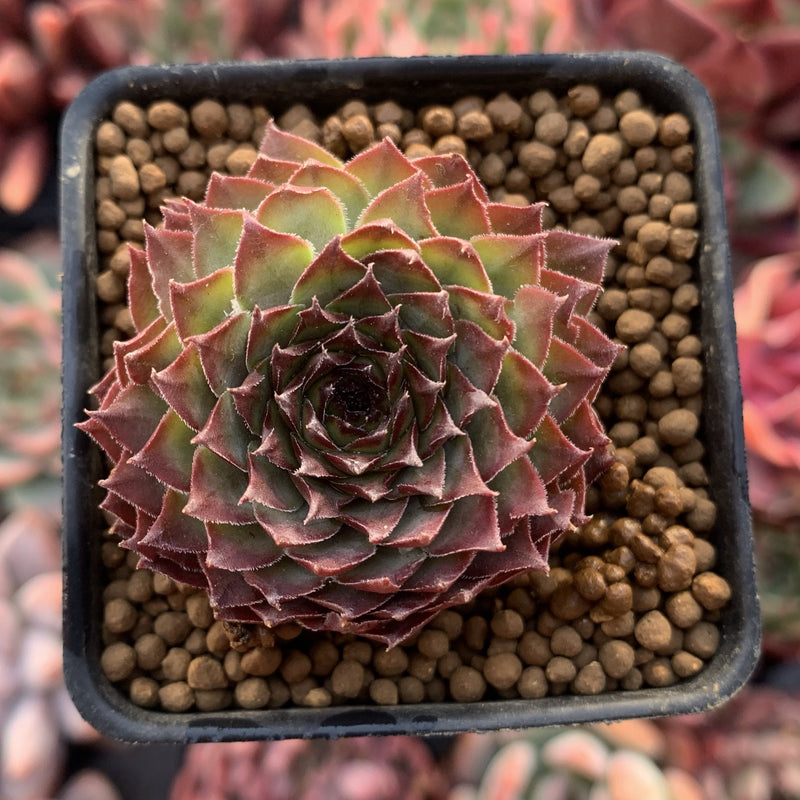 Sempervivum sp. 1" Succulent Plant