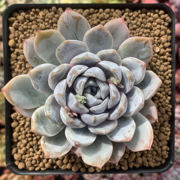 Echeveria 'Snow Bunny' 4" Powdery Succulent Plant