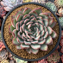 Echeveria sp. 4"-5" Powdery Succulent Plant