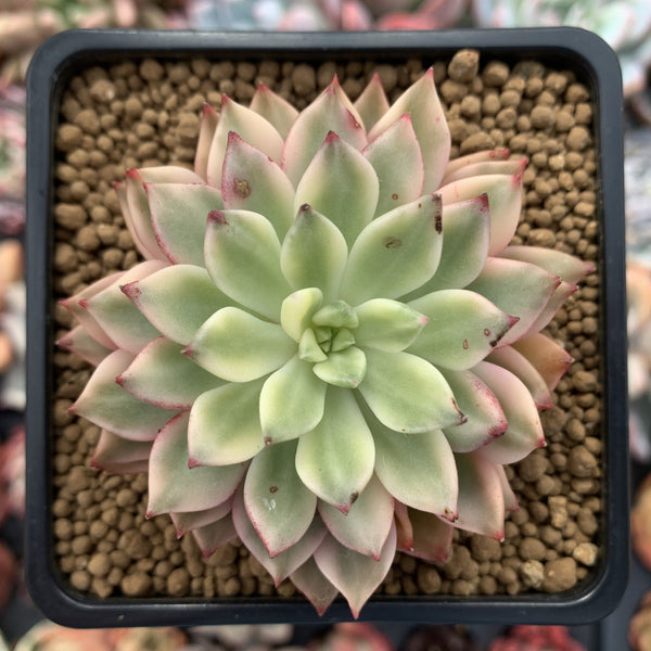 Echeveria 'Green Emerald' Variegated 3” Succulent Plant