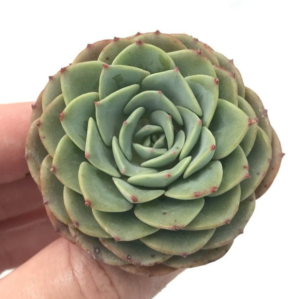 Echeveria ‘Eve’ 1"-2" Rare Succulent Plant