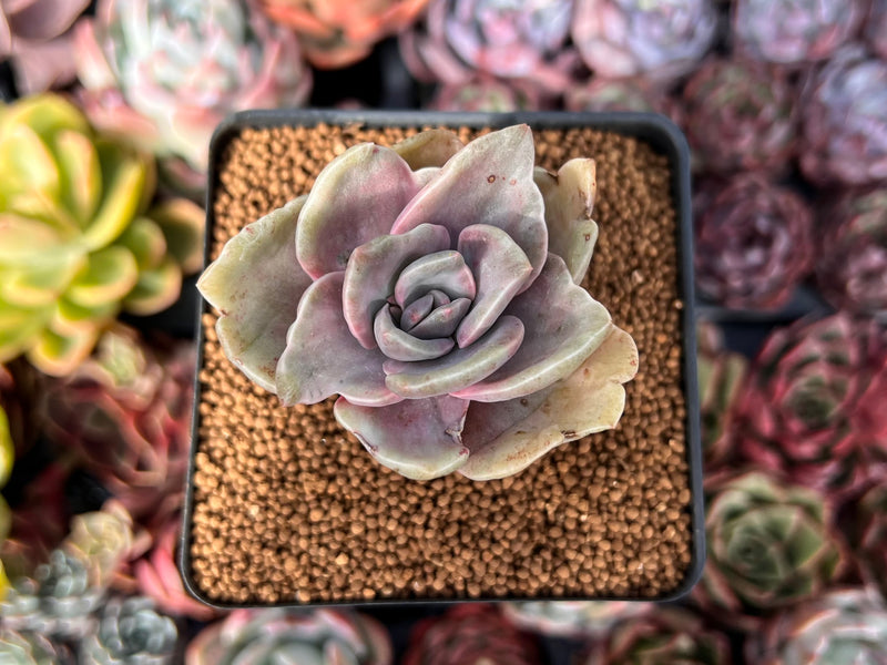 Graptopetalum 'Bainesii' Variegated 2" Special Variegation Succulent Plant