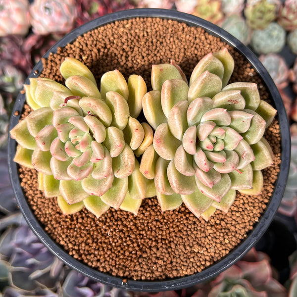 Echeveria 'Arje' 3" Cluster Succulent Plant