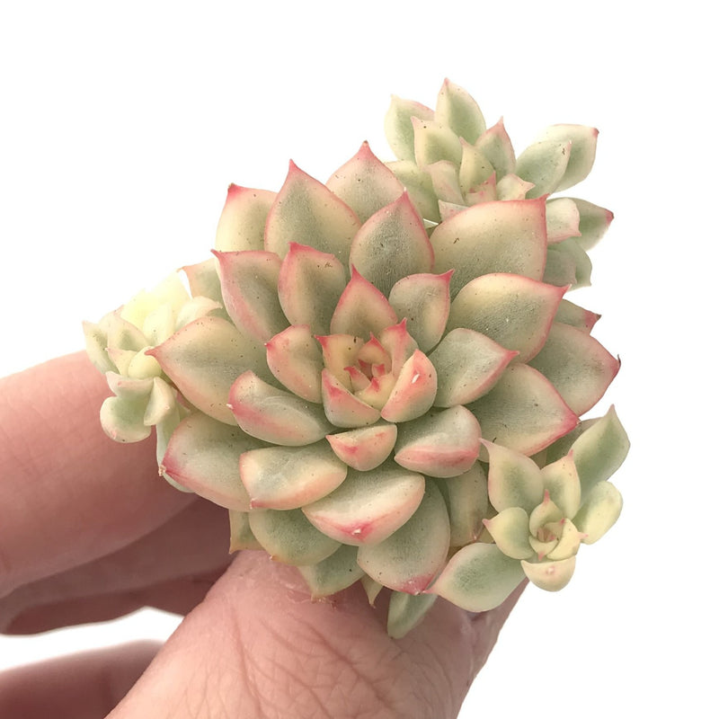 Echeveria 'Mebina' Variegated Small 2" Succulent Plant