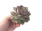 Echeveria 'Ariel' Large 4" Succulent Plant