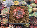 Echeveria 'Hanekansu' New Hybrid 1" Succulent Plant