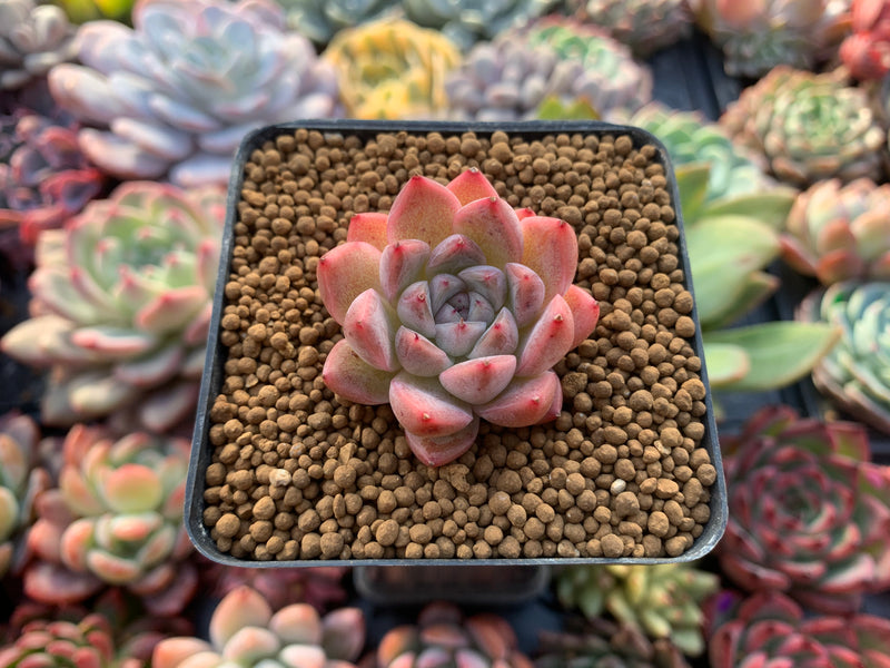 Echeveria 'Hanekansu' New Hybrid 1" Succulent Plant