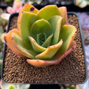 Echeveria 'Jude' 2" Succulent Plant