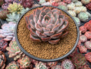 Echeveria 'Fiona' 3" Succulent Plant