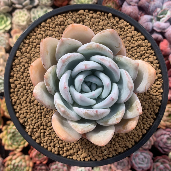 Echeveria 'Ivory' 4" Succulent Plant