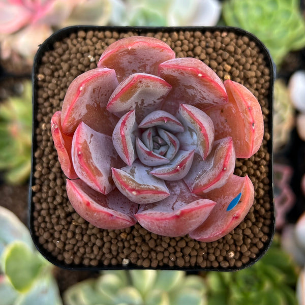 Echeveria 'Morning Glory' 2" New Hybrid Succulent Plant