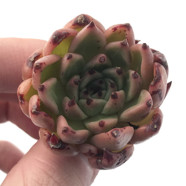 Echeveria Agavoides 'Sarabony' 1" Cluster Succulent Plant