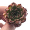 Echeveria Agavoides 'Sarabony' 1" Cluster Succulent Plant