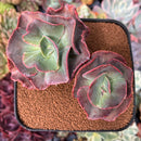 Echeveria 'Suyon Frill' 3"-4" Succulent Plant