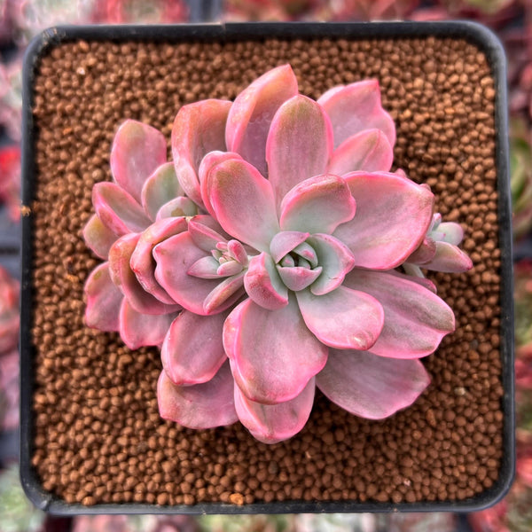 Graptoveria 'Mrs. Richards' Variegated 2" Succulent Plant