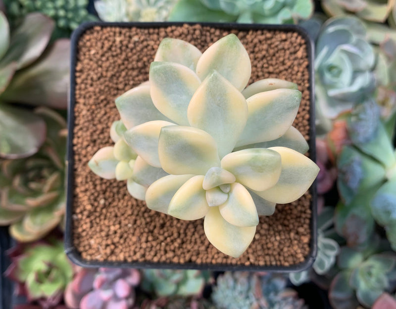 Graptoveria 'Titubans' Variegated 2” Succulent Plant