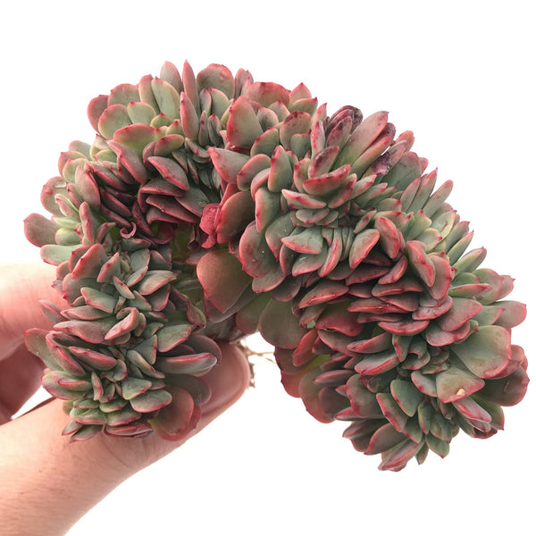 Echeveria 'Briar Rose' Crested Cluster 2"-3” Rare Succulent Plant