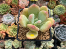 Pachyphytum 'Doctor Cornelius' 2" Succulent Plant